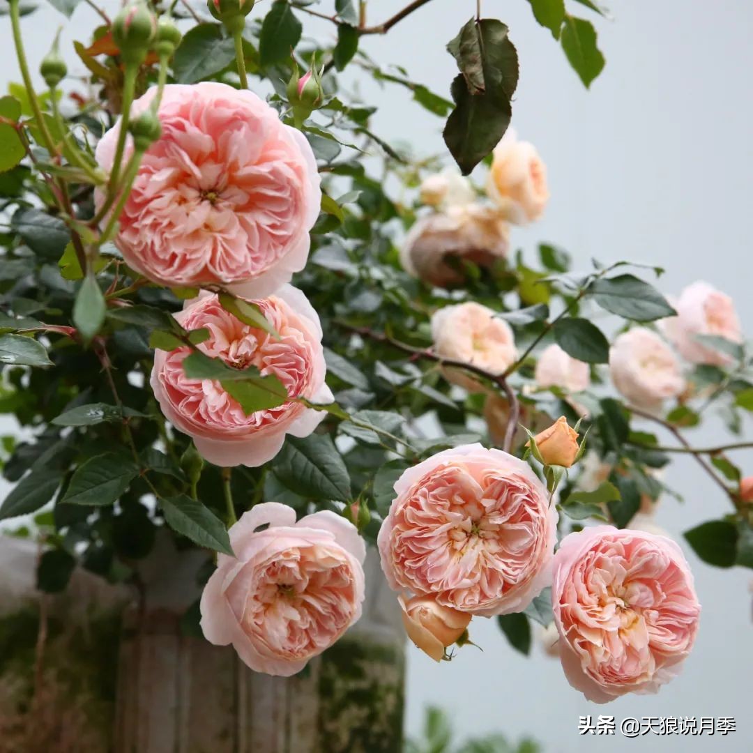 不容易，天狼自育终于打折了！空蒙只要50不到！