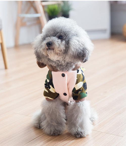 如何挑选小狗狗三个技巧,如何挑选幼犬