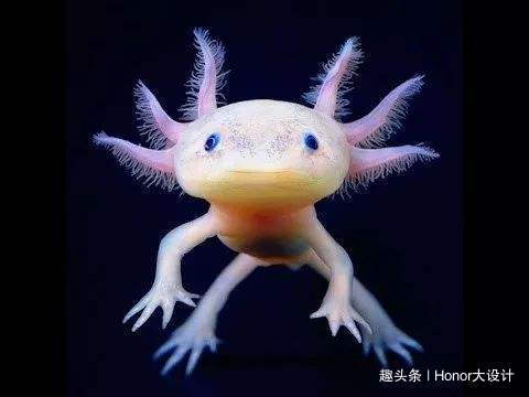 世界上最呆萌的六角恐龙,世界上最胖的六角恐龙