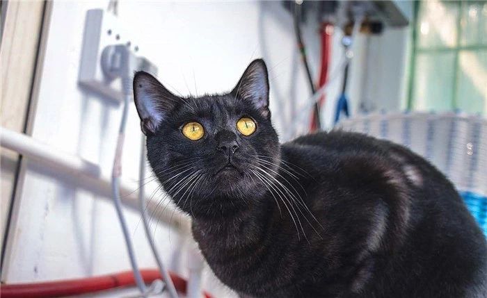 临清狮子猫和长毛狸花猫,临清狮子猫配狸花猫