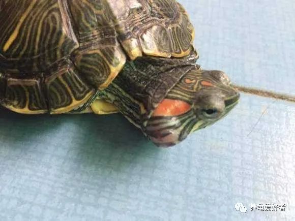 乌龟中耳炎是放水里好还是放外面,乌龟中耳炎手术怎样才算剔除干净