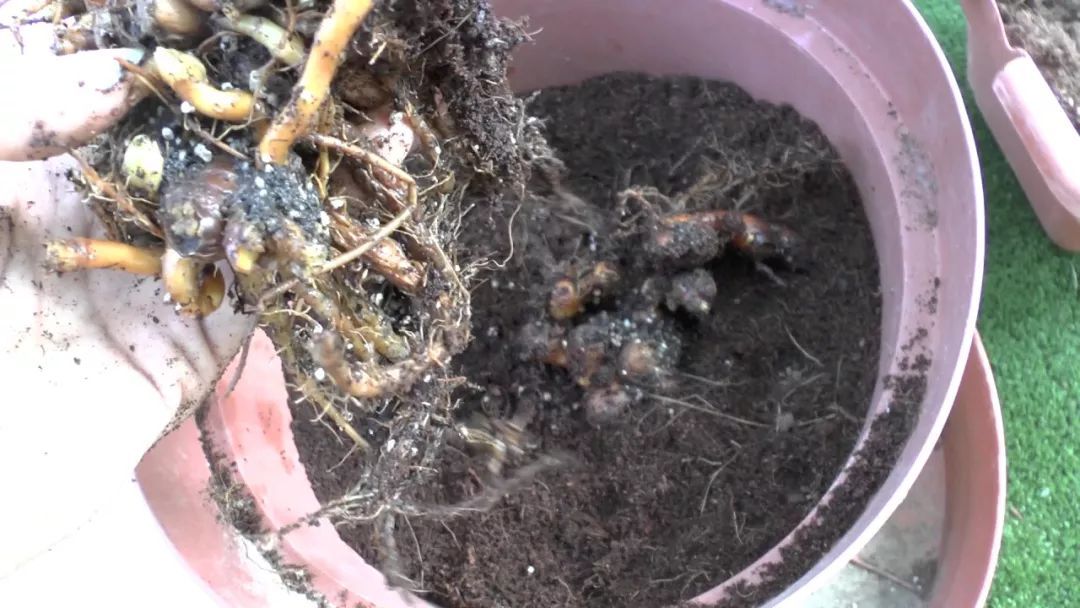 姜黄花种植方法,姜黄盆景养殖方法