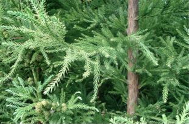 杉木栽植技术要点有哪些,杉木种植方法与技术