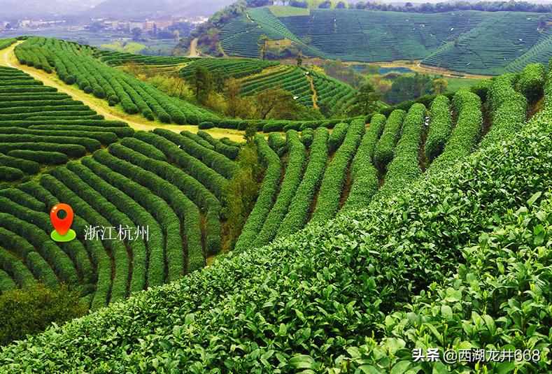 西湖龙井茶叶的功效与作用及禁忌,西湖龙井茶适合什么人喝