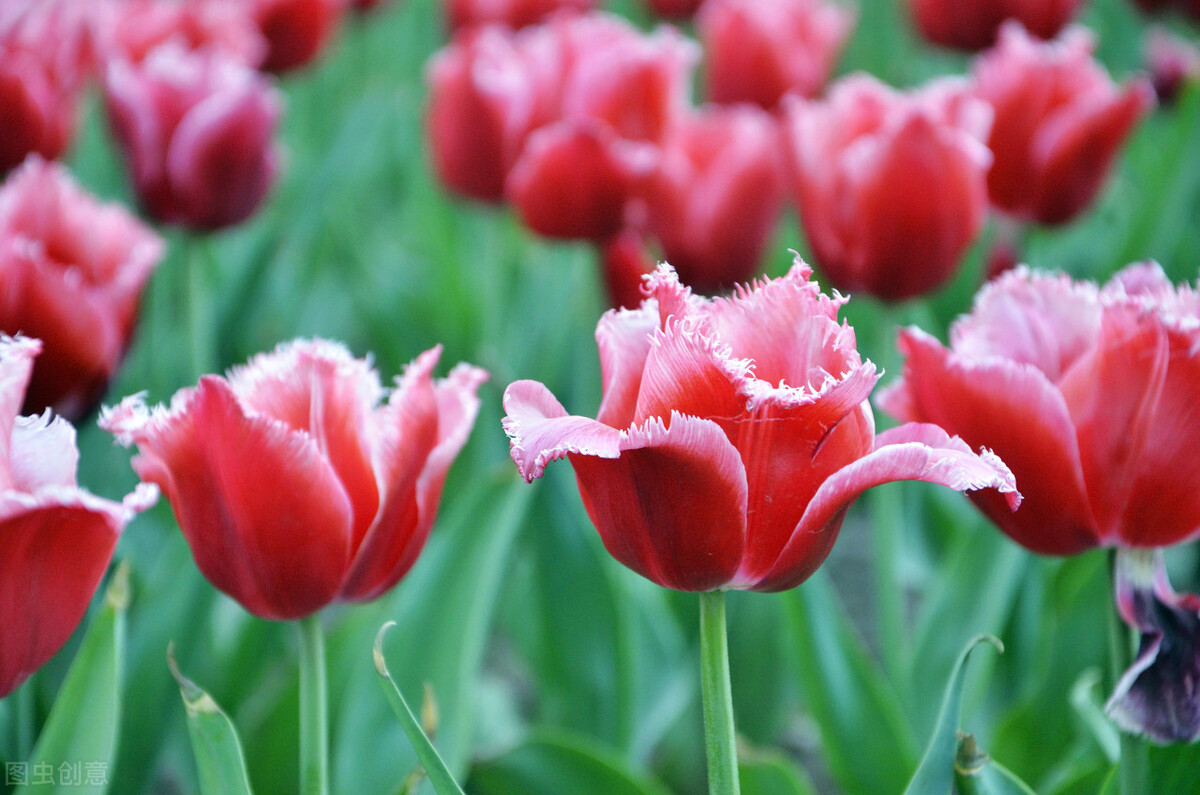 郭博信中医讲座全集,郭博信中医在哪坐诊