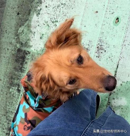 下雨天在家运动，大金毛竟这样偷懒！铲屎官笑喷