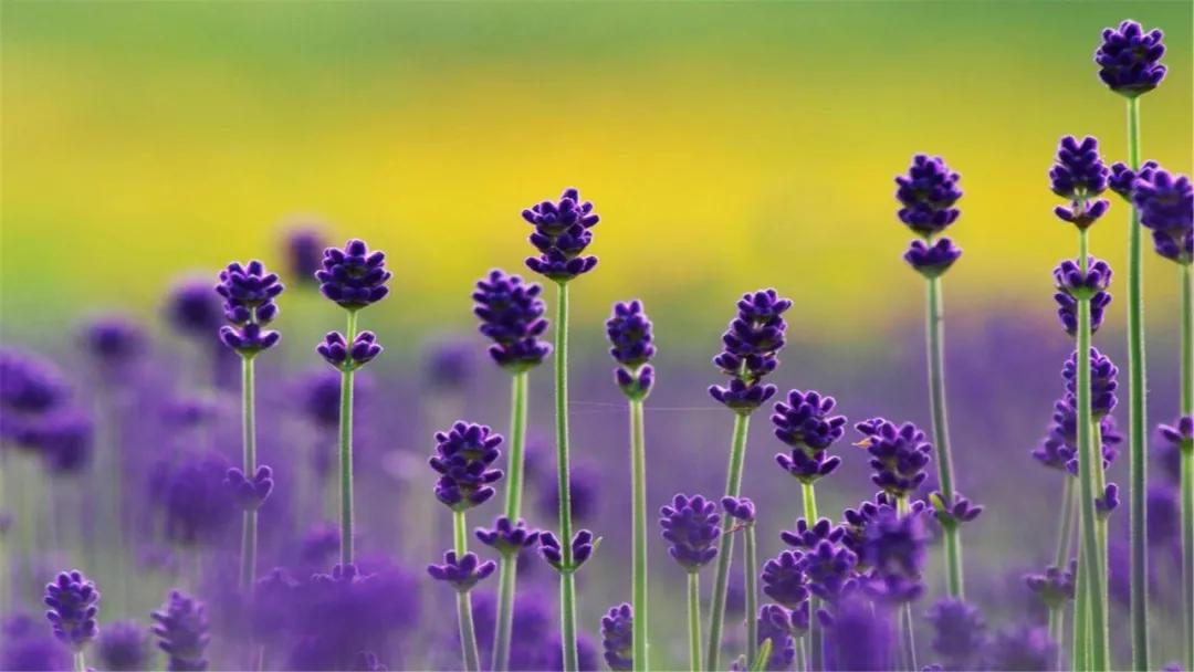 怎样拍好薰衣草照,如何拍紫色薰衣草