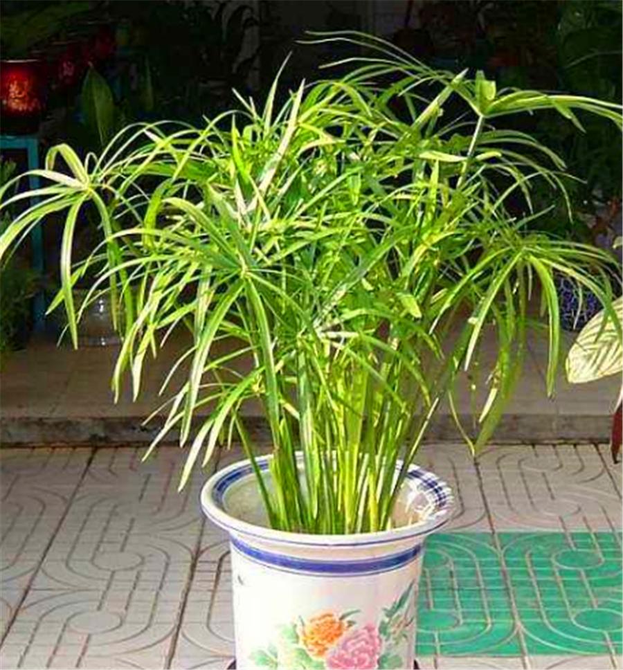 水竹黄叶干剪了底部根要一起剪吗,水竹黄叶剪根是剪叶还是剪茎