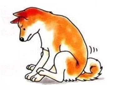 狗狗屁股蹭地面,狗狗屁股蹭地会不拉屎吗