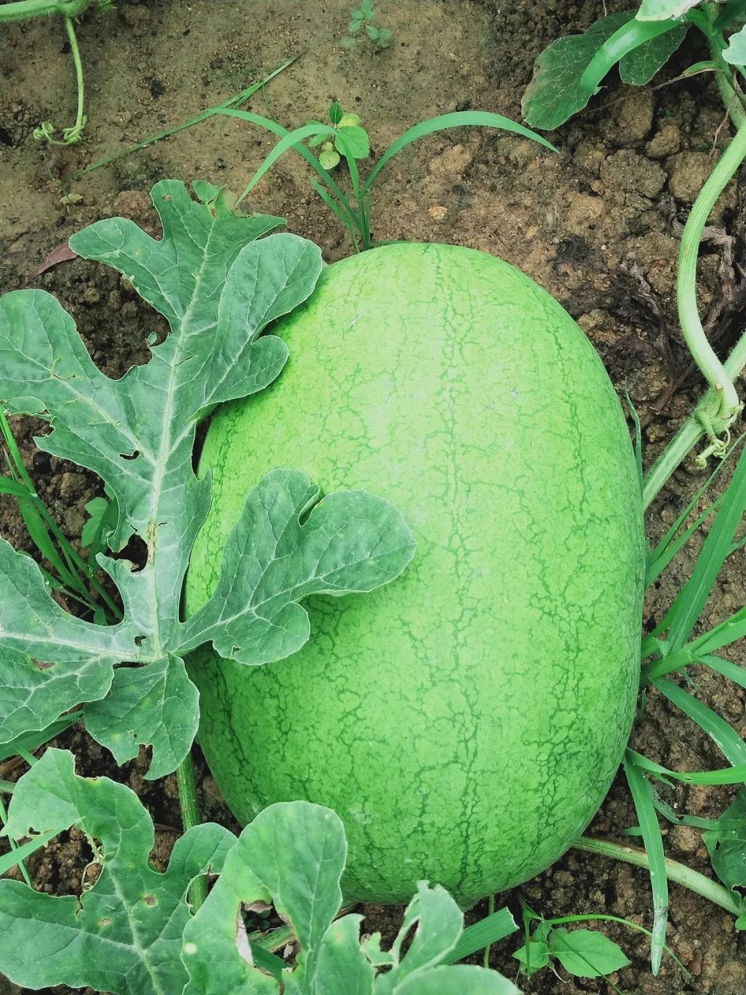 大自然生态农场有机蔬菜,炎炎夏日新鲜水果等你来品尝