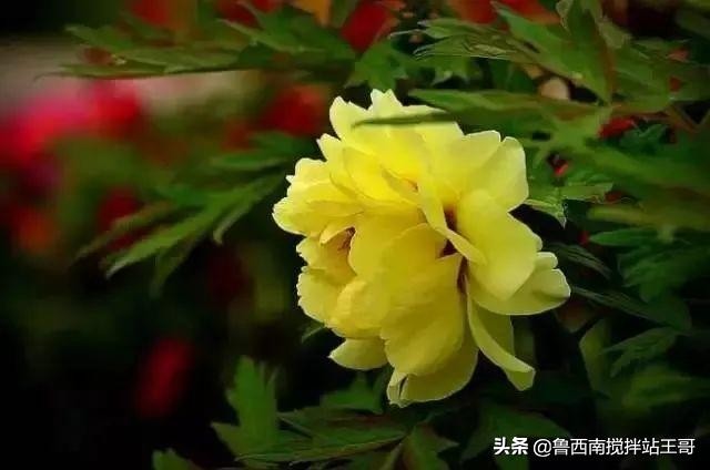 牡丹十大品种九大花系,牡丹进口品种图片及名称