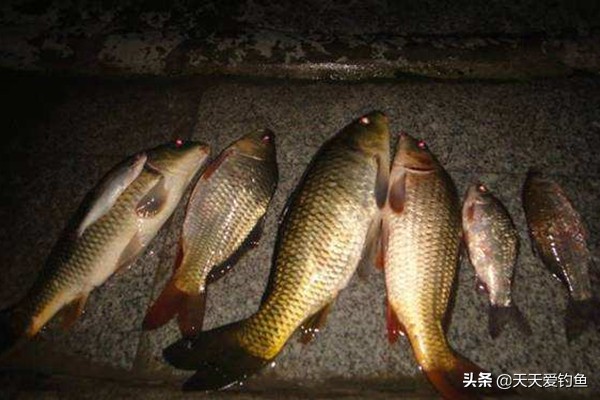 夜钓最厉害的钓法,夜钓该怎么钓路亚