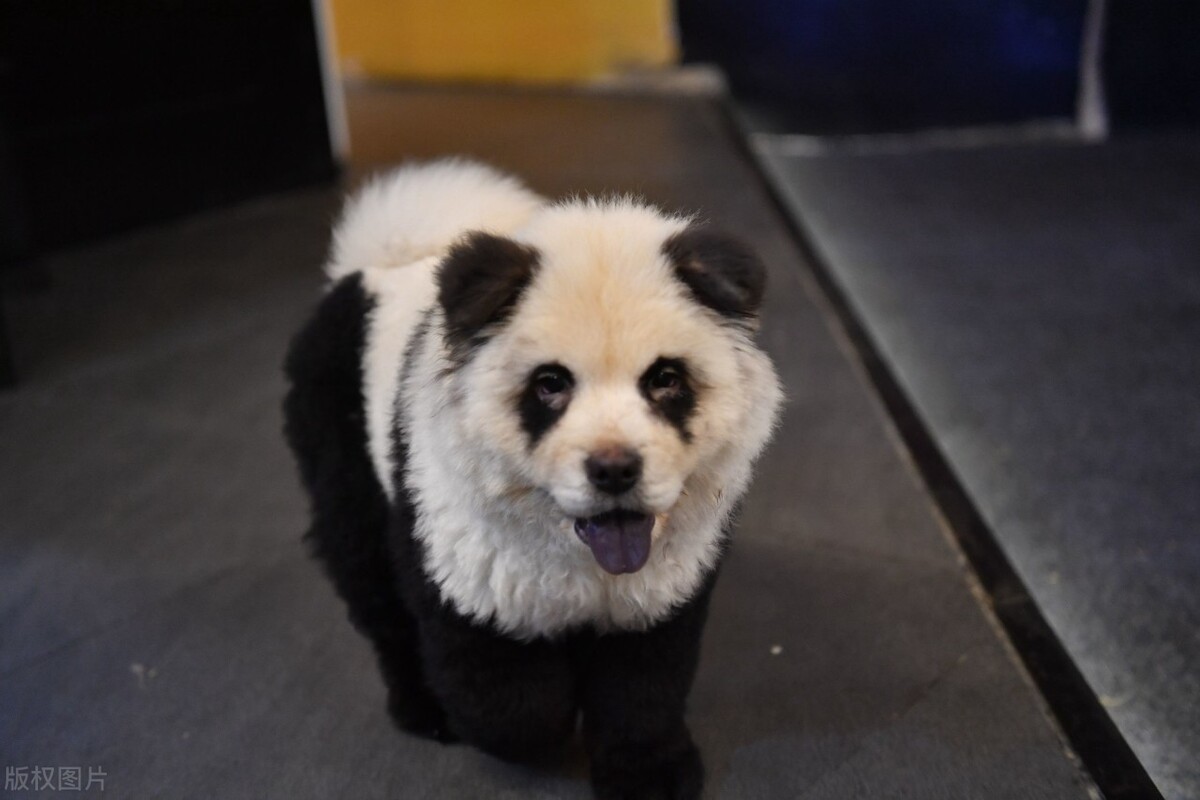 松狮犬的喂养与护理方法,松狮犬吃什么比较好养呢