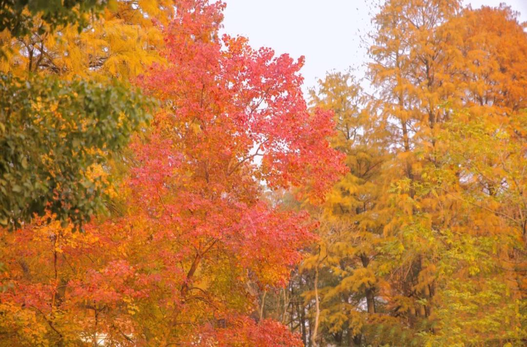 武汉红叶最美景点,武汉红枫叶最佳地方有哪些