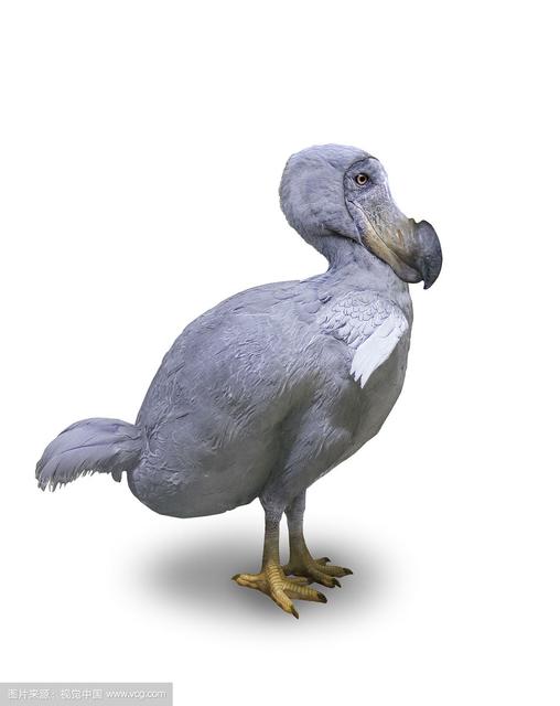 世界所有国家国鸟,世界各国国鸟大全