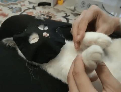 据说最近喵圈流行敷面膜，铲屎官请准备