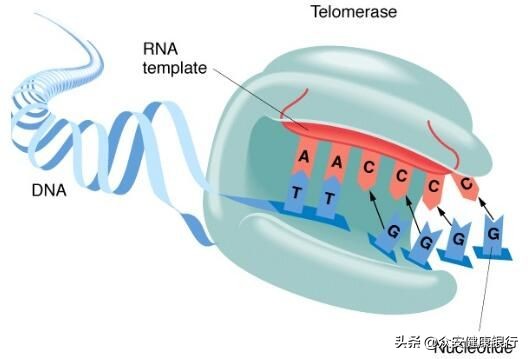 端粒的研究属于哪个方面,端粒体研究突破