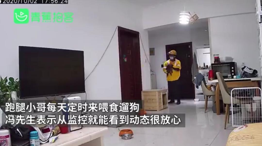 铲屎官领狗狗旅游,铲屎官不在家应该怎么安顿狗狗