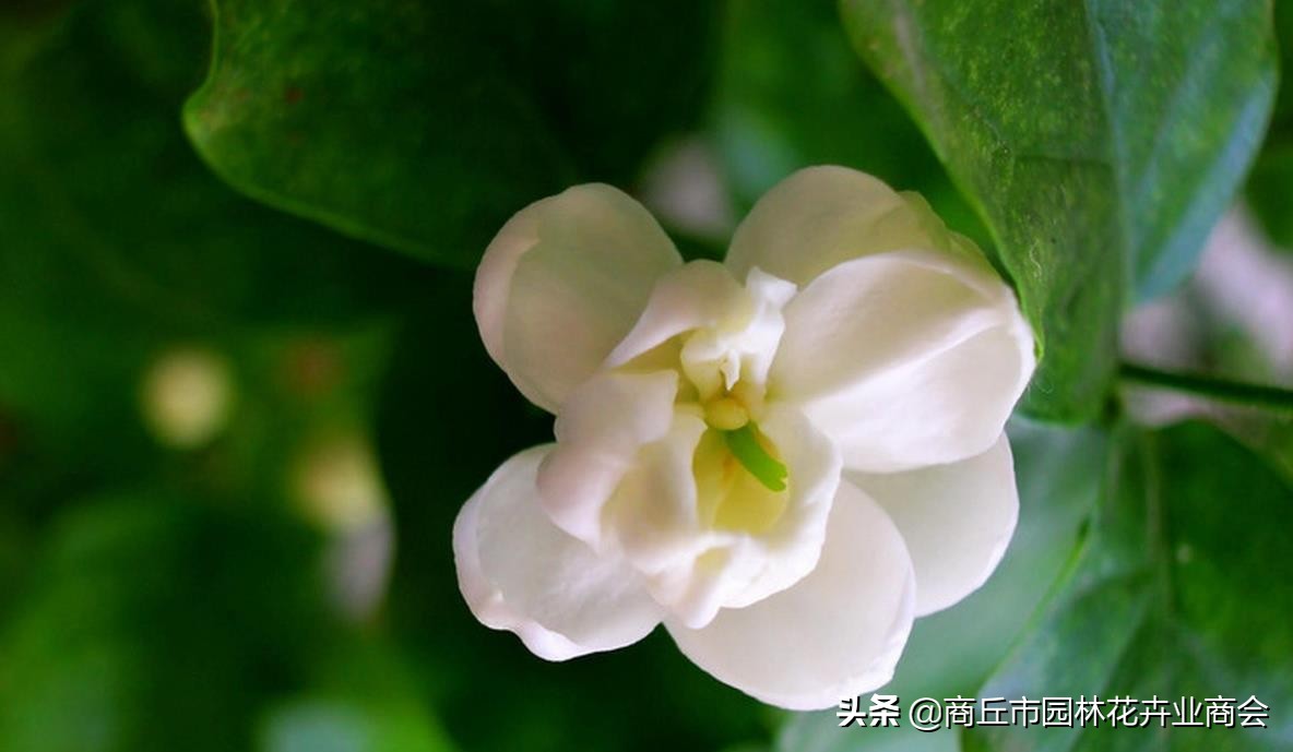 茉莉叶子卷曲掉落是什么病,茉莉叶子发焦怎么回事