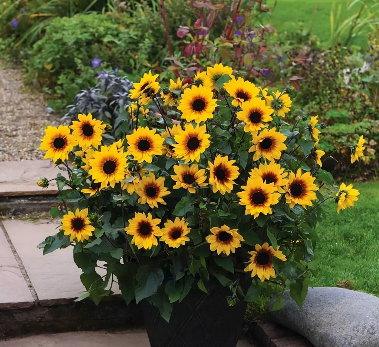 这8种花你不要乱浇水,新手种花品种推荐