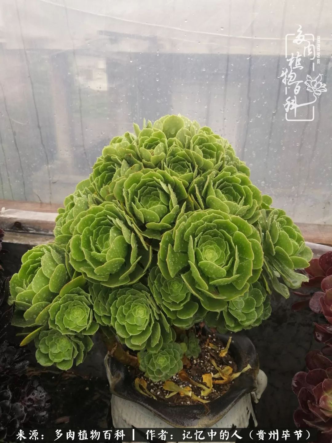 我心中的玫瑰原唱,我心中的玫瑰全部歌曲