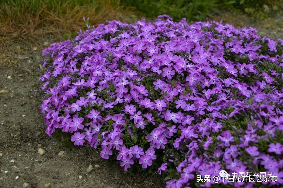 全球知名育种商网上推新品——TerraNova、ProvenWinners|环球