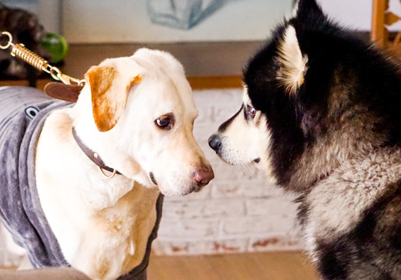 辟谣，山羊奶比牛奶更适合宠物，这一传言背后，其实暗藏风波