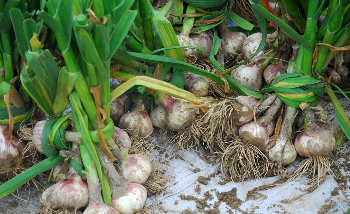 大蒜市场观察：今年大蒜市场遇冷，2019年依然不容乐观
