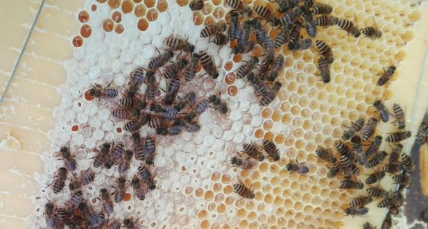 中蜂自然分蜂两群结一个团咋办,多群蜜蜂聚在一起是什么原因