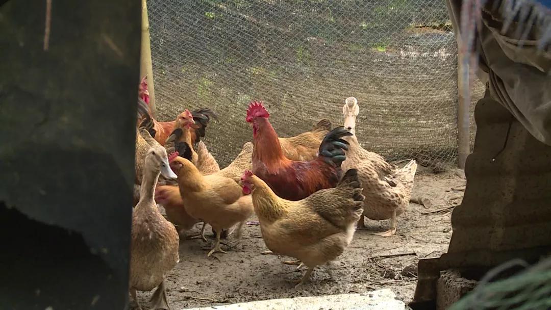 【阳朔人阳朔事】村里的“大个子”书记,乡亲们的好“亲戚”