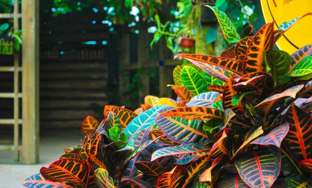 绿化带常见植物名称及图片,100种绿化带或路边常见的花草