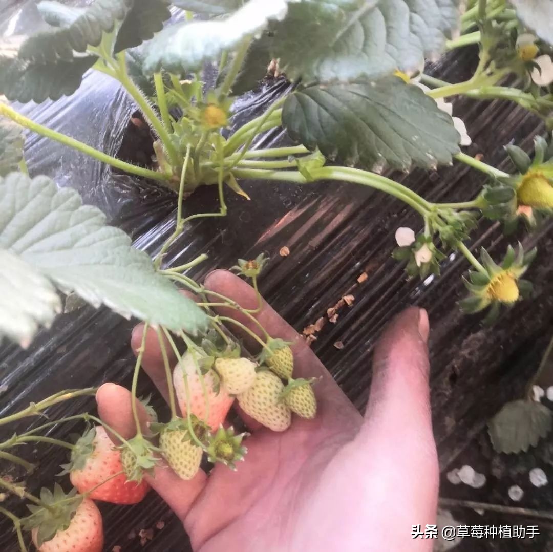 草莓开花了苗子弱怎么办,草莓一开始只养苗不让开花