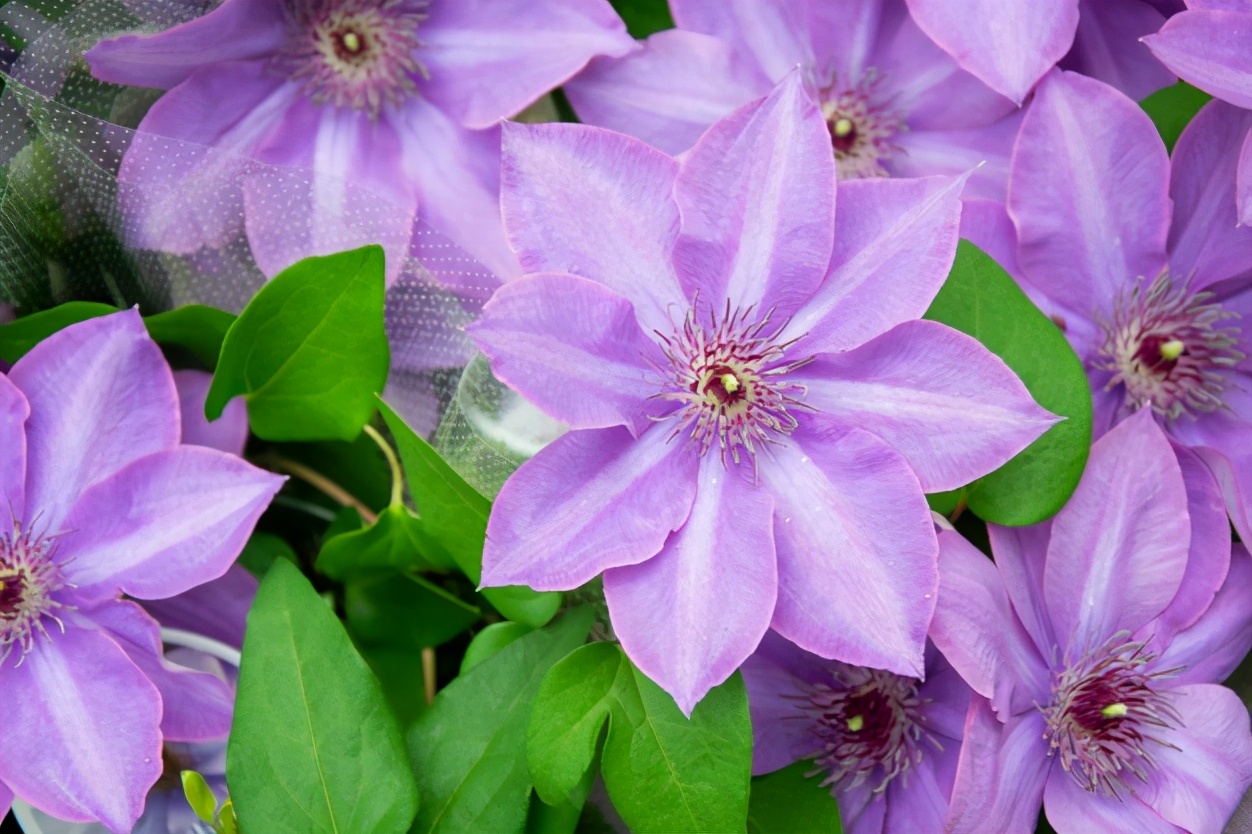 铁线莲小苗怎样种易成活,秋天新买的铁线莲小苗怎样上盆