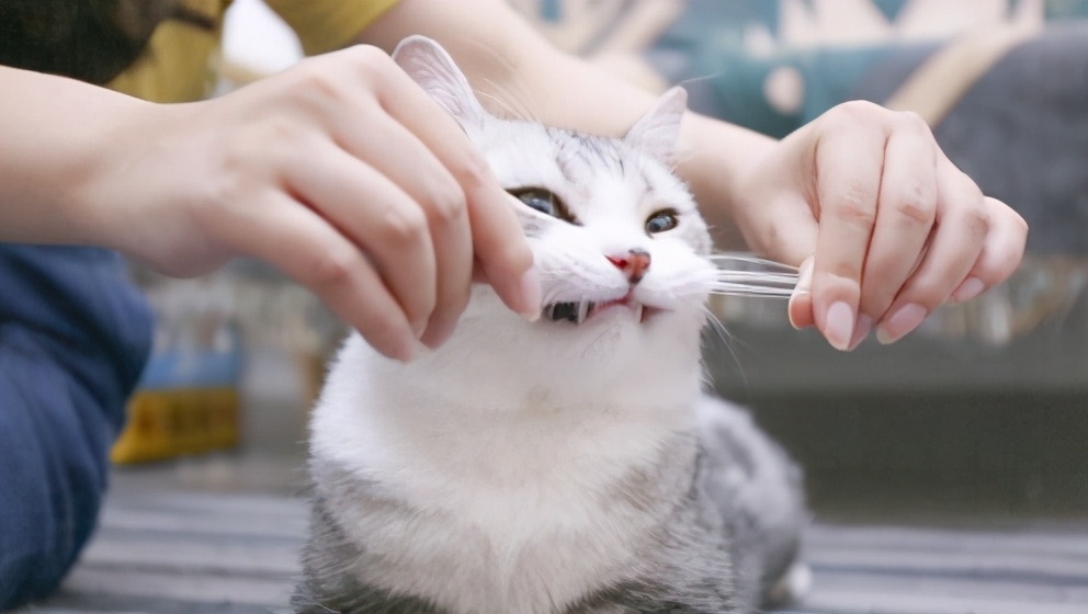 老祖宗留下的挑狗秘诀,老祖宗挑狗六种方法