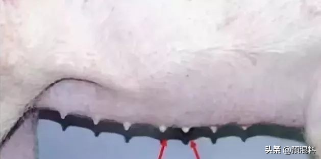 养猪实用技术——高产母猪的身体特征(图解)