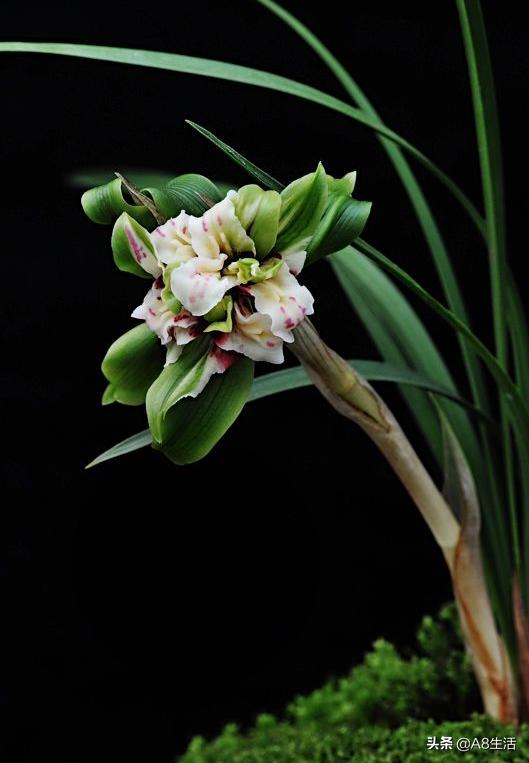 中国兰花名品录,春兰兰花名品大全