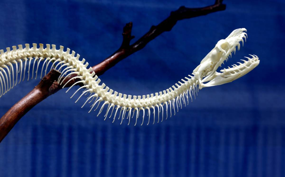 被蛇咬住应该捏住什么地方,被蛇咬了怎么能让它松口