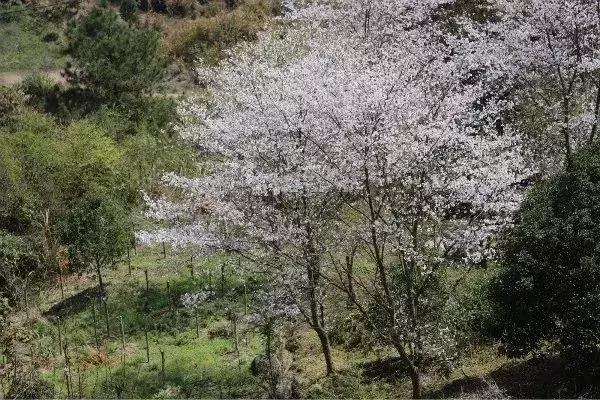 奉化樱花公园,奉化樱花谷