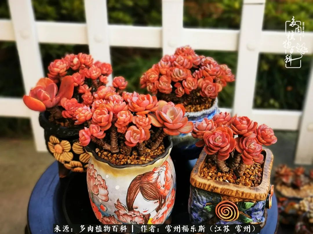 多肉是一处景物吗,多肉也有一道靓丽的风景