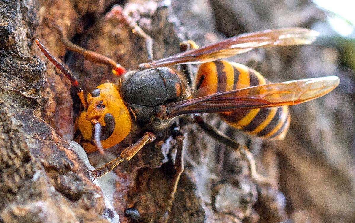 今年被马蜂蜇死多少人,多人被马蜂蜇伤目前已送医治疗