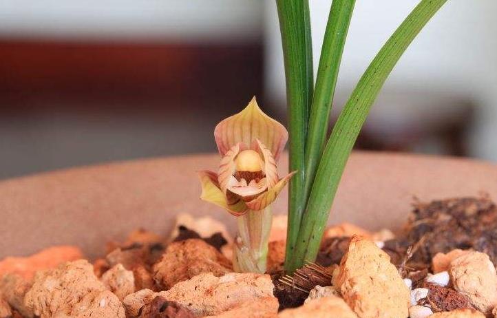 龙头带花苞的单苗兰花,兰花弱苗带花苞