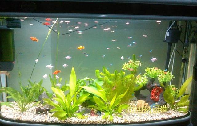 鱼缸水流太大对鱼苗好吗,鱼缸水浑浊对观赏鱼有害吗