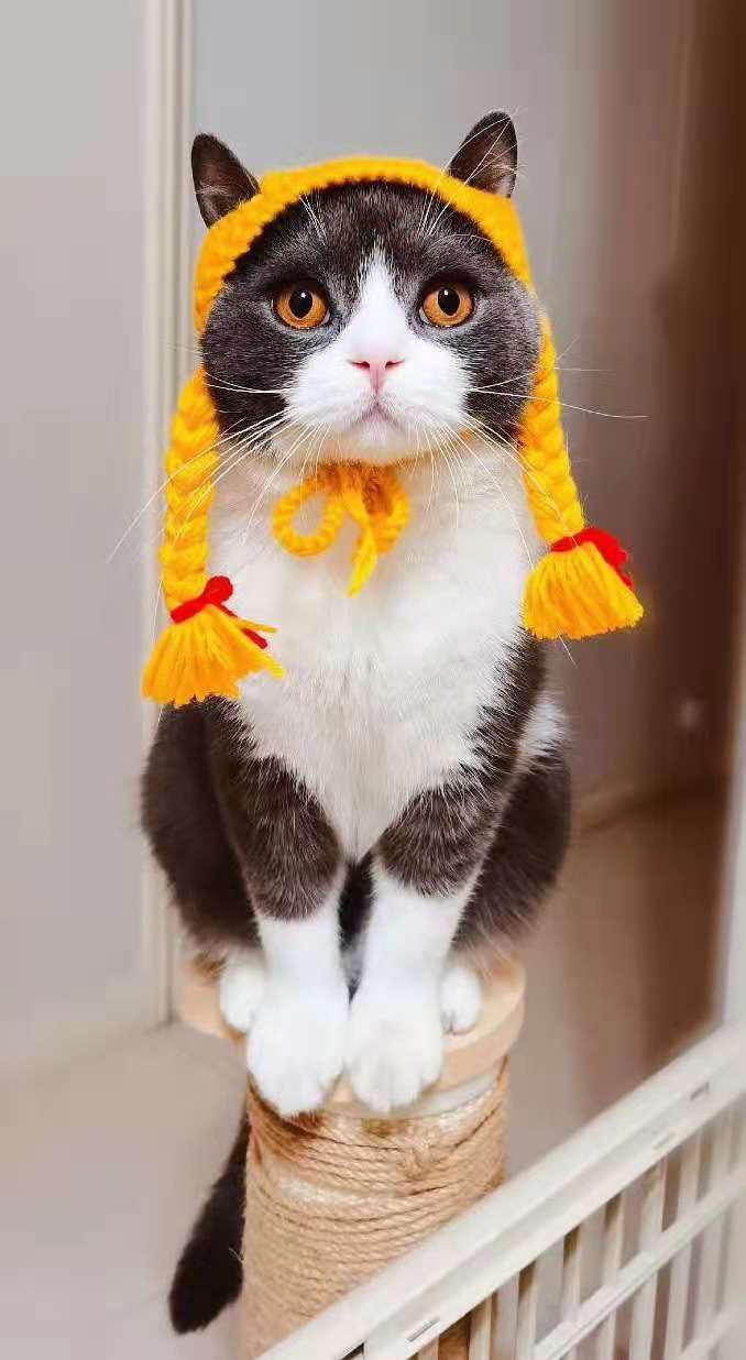 又便宜又好的幼猫粮排名,618猫粮怎么囤