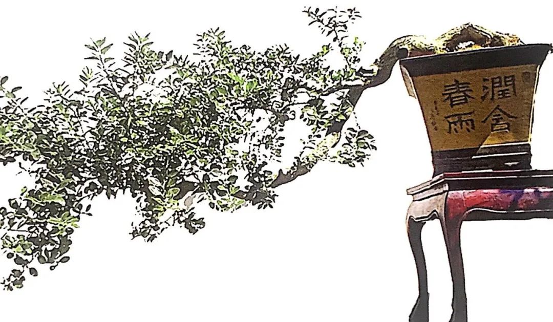 悬崖式老桩盆景,悬崖式盆景造型详解