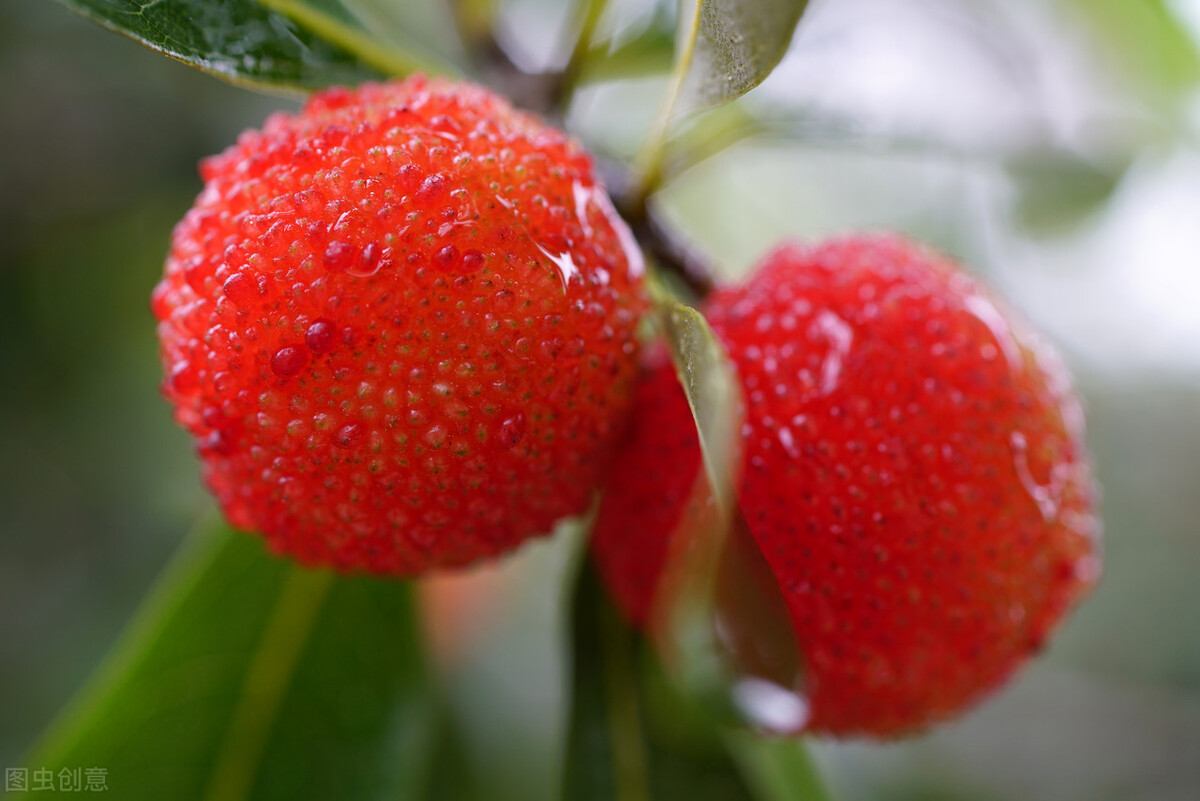杨梅到底有多好吃,杨梅高品质什么颜色