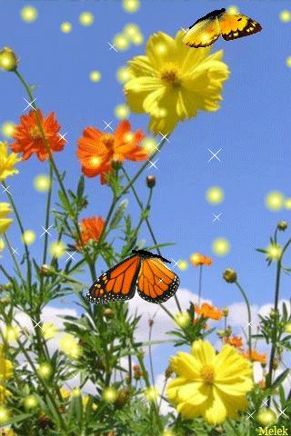 海边水中玫瑰花图片高清大图,最美山水花草倒影图片