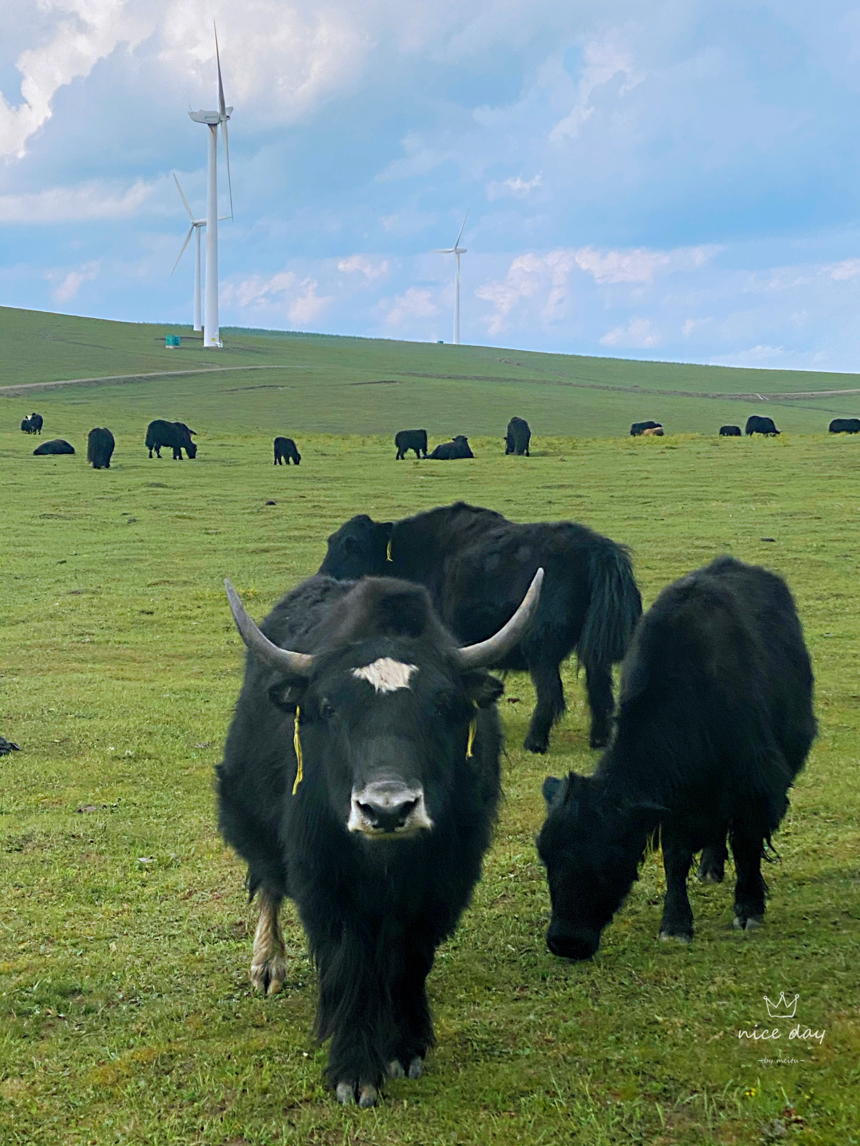 乌兰布统和红松洼哪个更值得去,辽宁乌兰布统草原旅游