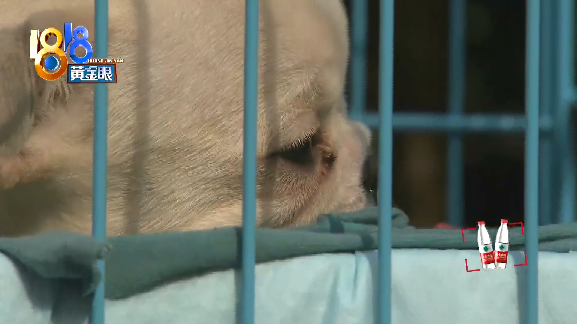 刚买10天不到的小狗被炖了,买来三天小狗就腿站不直了