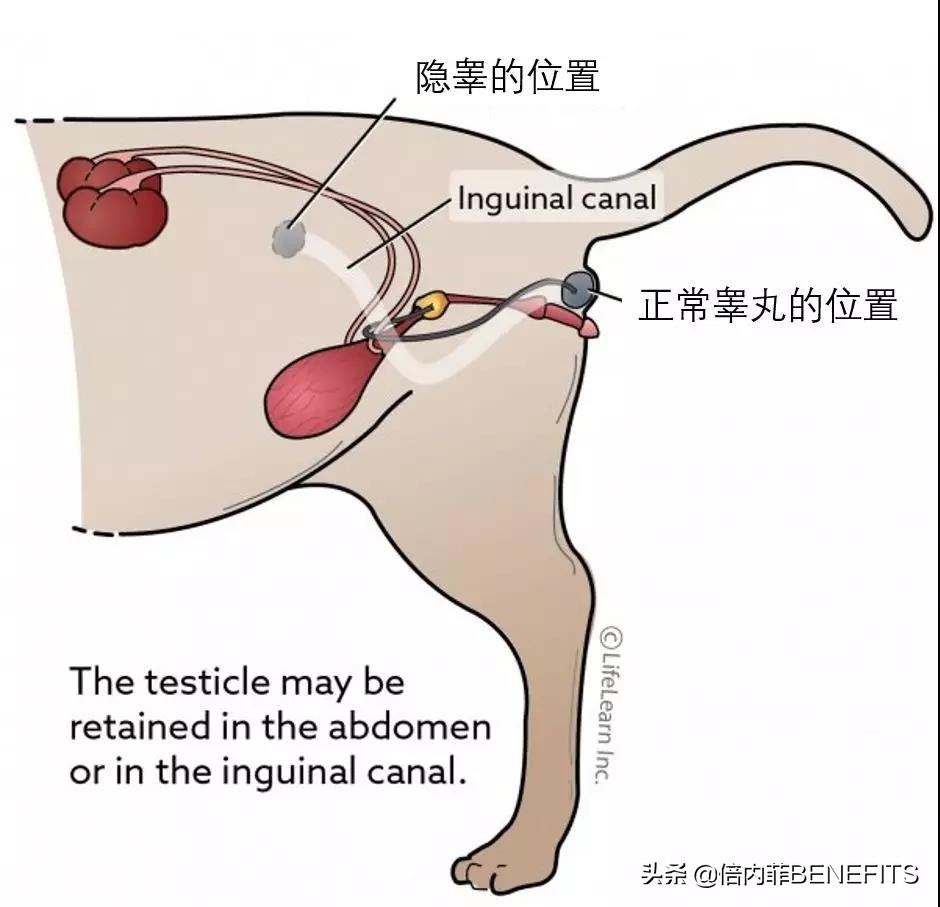 猫咪绝育后为什么会乳腺增生,猫咪绝育后为啥还会生