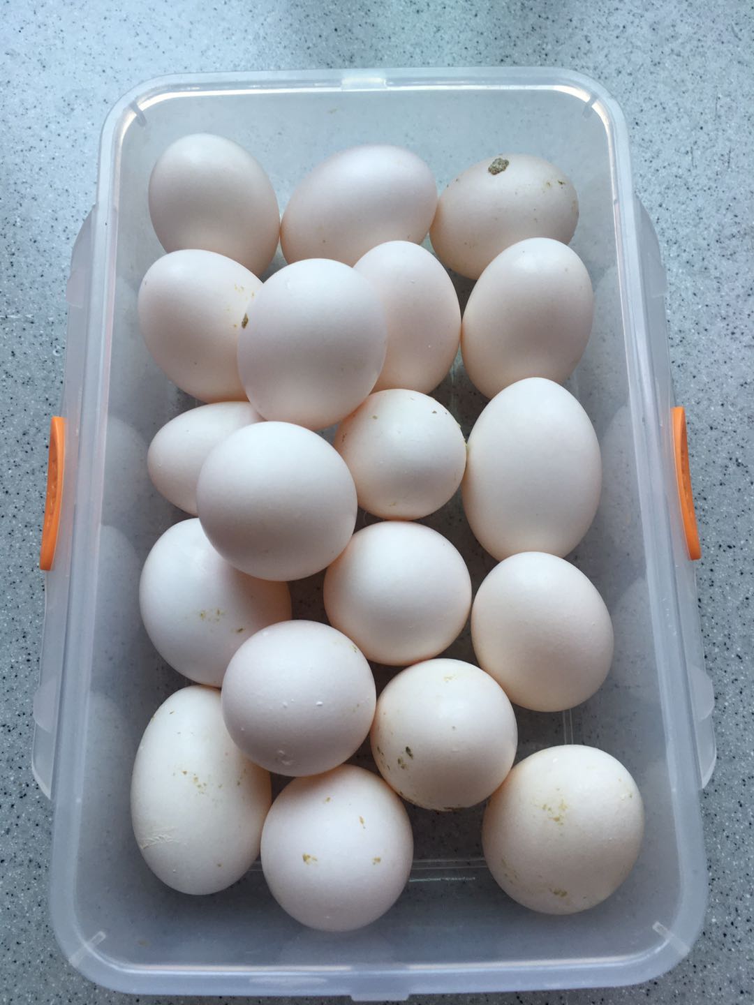 鸽子蛋几天能孵化出壳,鸽子蛋破壳了还要多久全出来